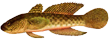 Бычок