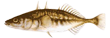 Колюшка трехиглая