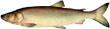 Нельма