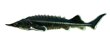 Бестер