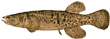 Даллия