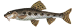 Ленский пескарь