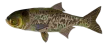 Пестрый толстолобик