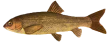 Храмуля