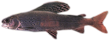 Ленский хариус