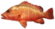 Мангровый джек