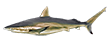 Акула узкозубая