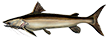 Пираиба
