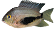 Уару