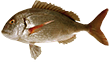 Пагр красный