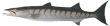 Барракуда