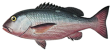 Розовый луциан