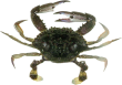 Пальмовый вор